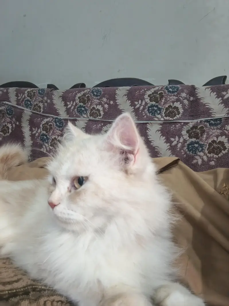 Persian female cat — photo 6