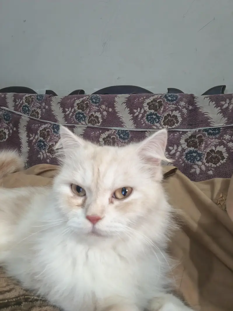 Persian female cat — photo 7