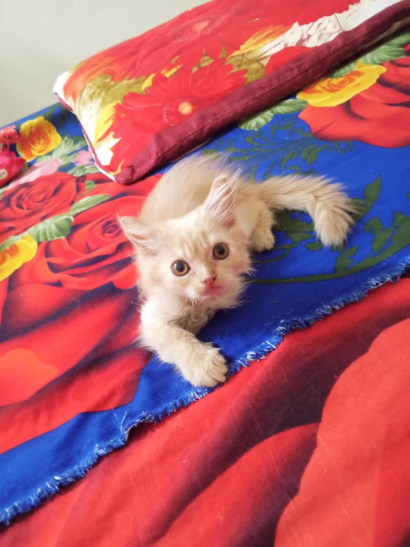 Persian kitten each price 7000 - Cats - 1120849199