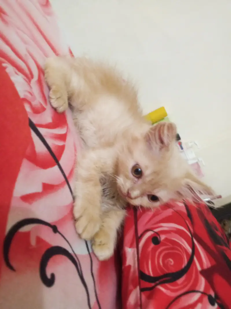 Persian kitten each price 7000 — photo 2