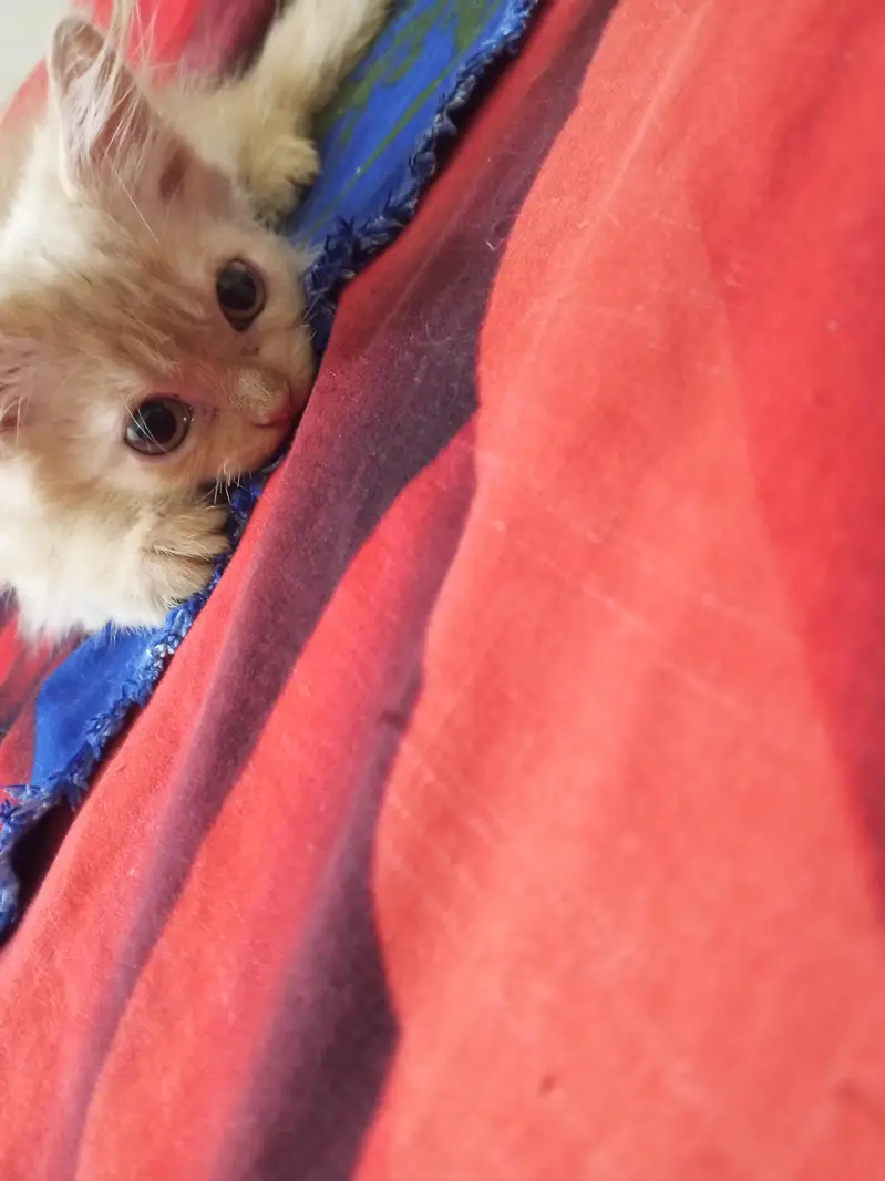 Persian kitten each price 7000 — photo 3