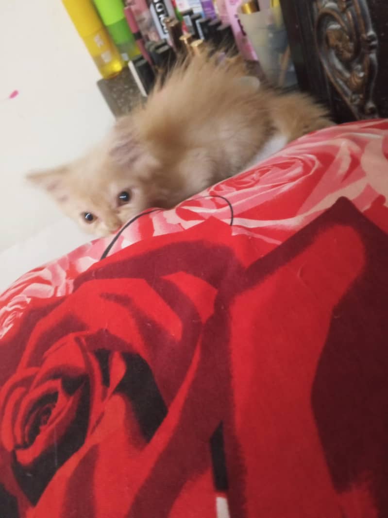 Persian kitten each price 7000 - Cats - 1120849199