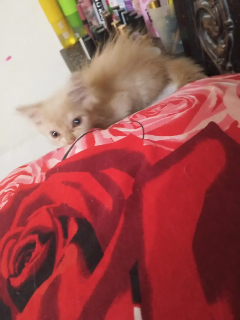 Persian kitten each price 7000 — photo 4
