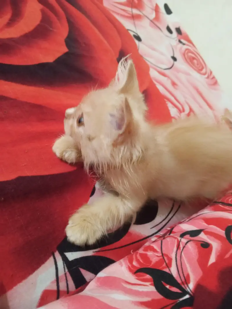 Persian kitten each price 7000 — photo 5