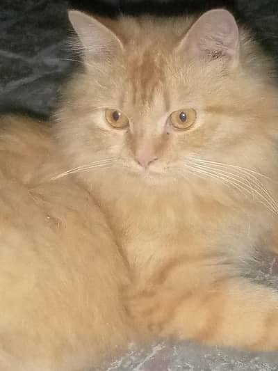 sheru