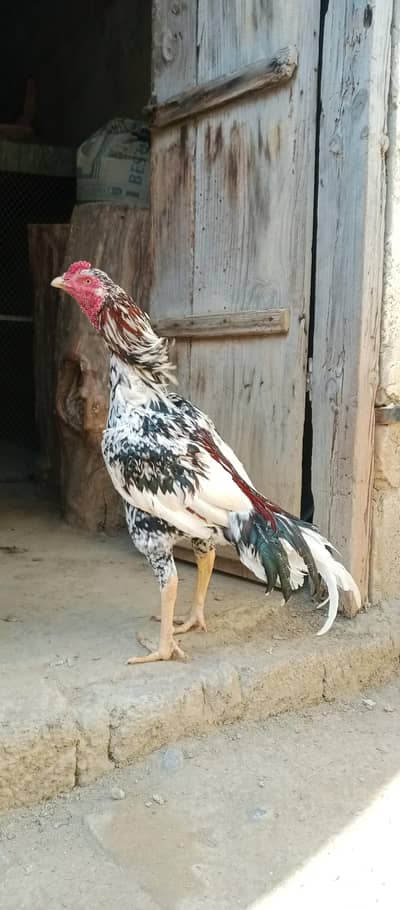 cheena pathaa