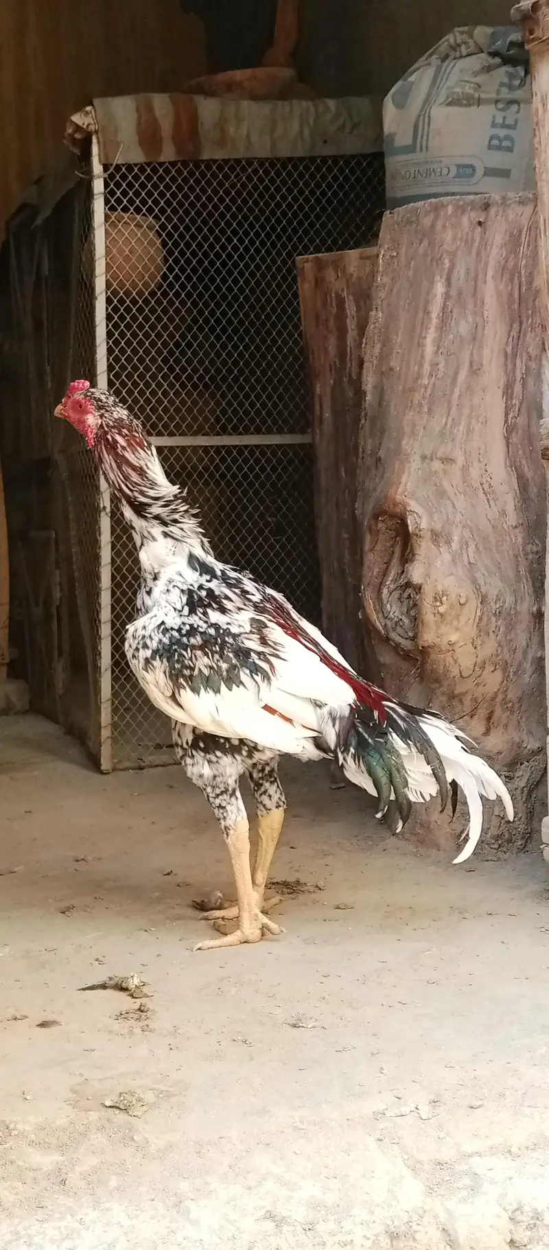 cheena pathaa — photo 2