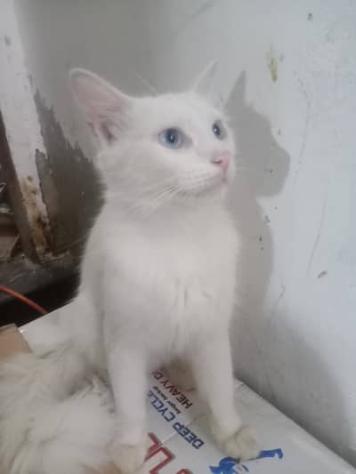 cat  for sale