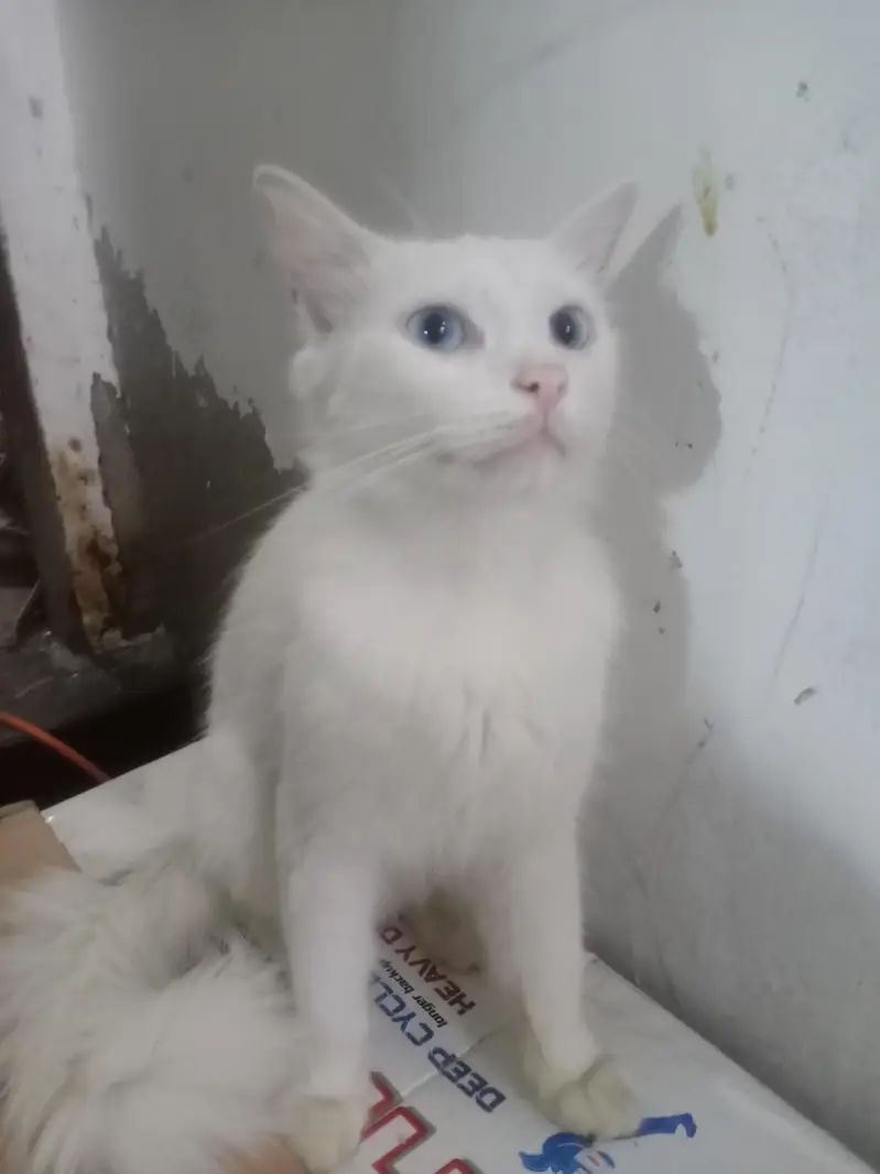 cat  for sale — photo 2