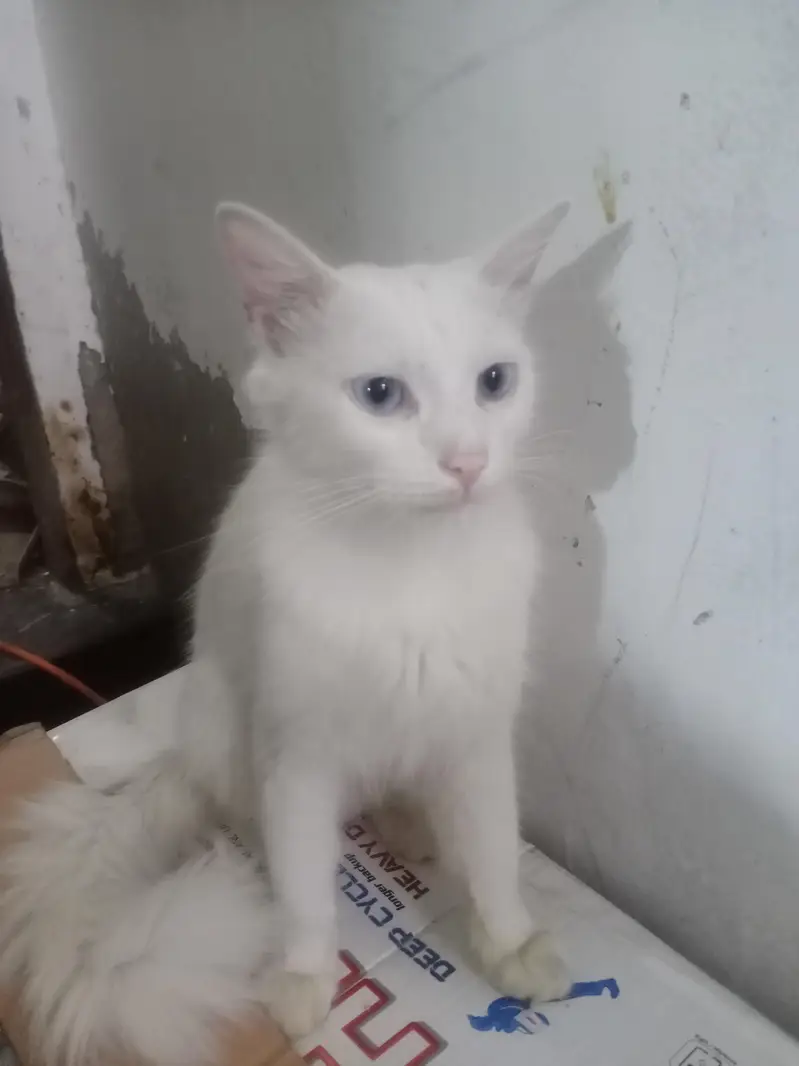 cat  for sale — photo 3