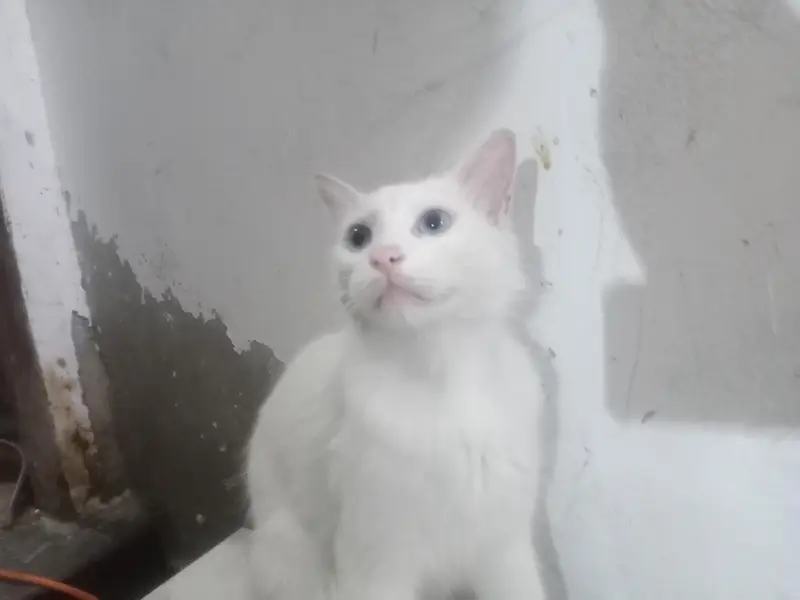 cat  for sale — photo 4