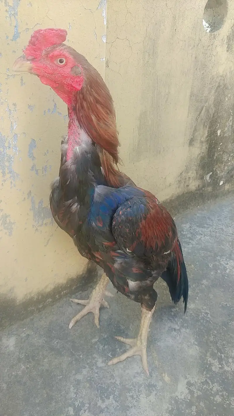 Mian wali aseel — photo 3