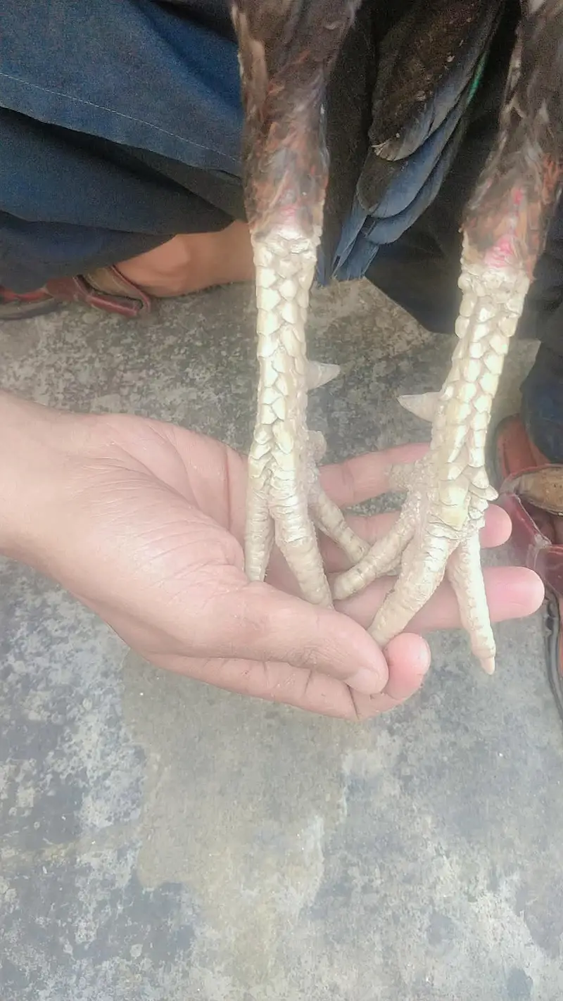 Mian wali aseel — photo 11