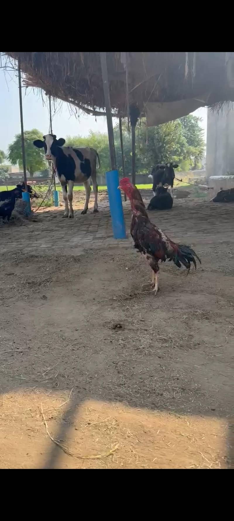 galva aseel patha 1