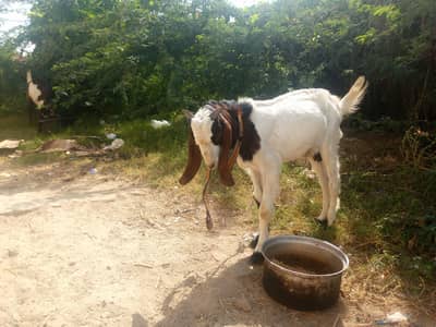 Bakra for sale age 7.5 month 25 hazar