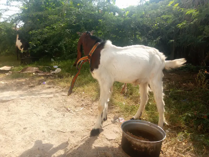 Bakra for sale age 7.5 month 25 hazar — photo 2