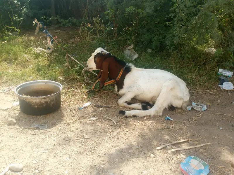 Bakra for sale age 7.5 month 25 hazar — photo 3