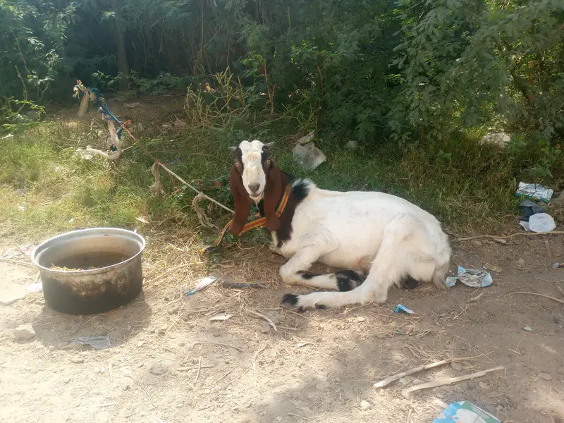 Bakra for sale age 7.5 month 25 hazar — photo 4