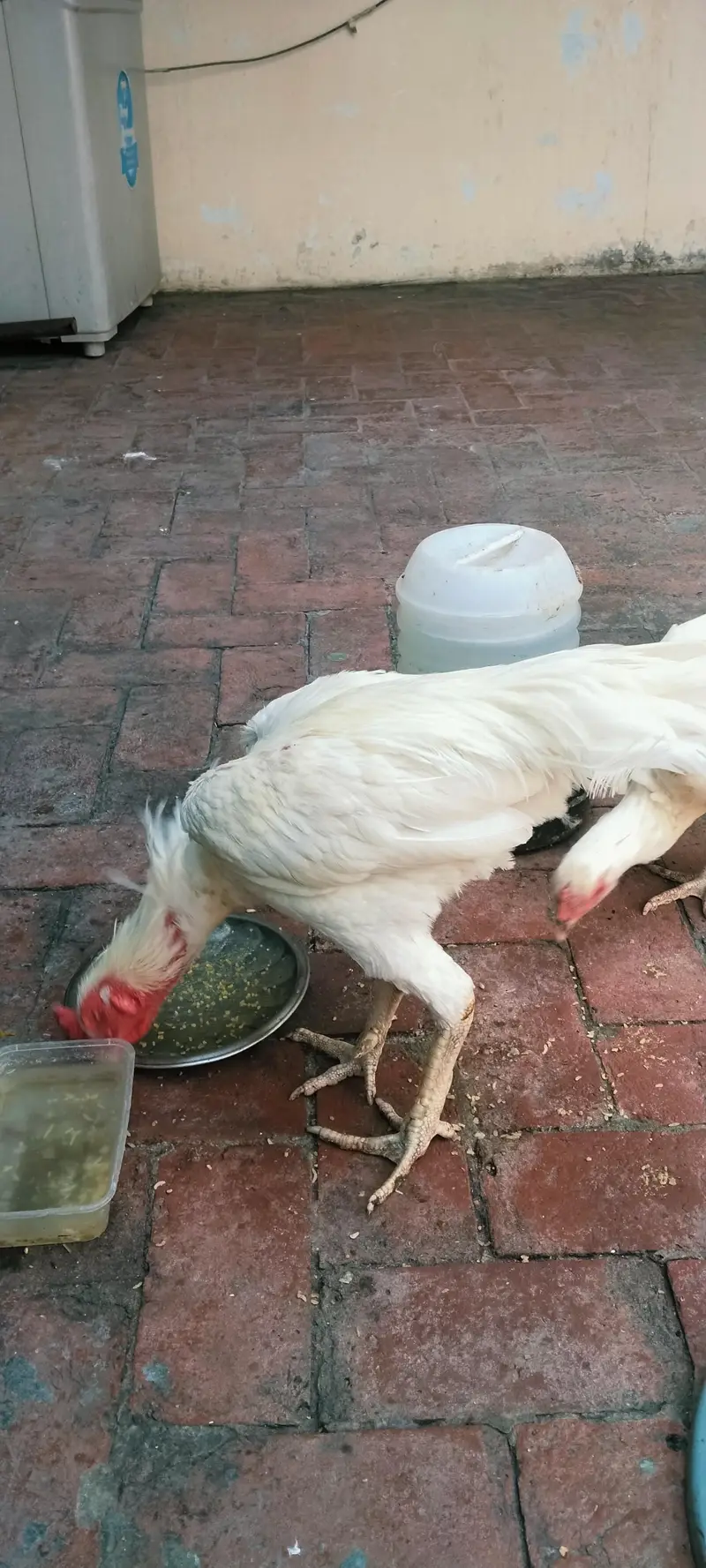 Aseel Heera pair — photo 2