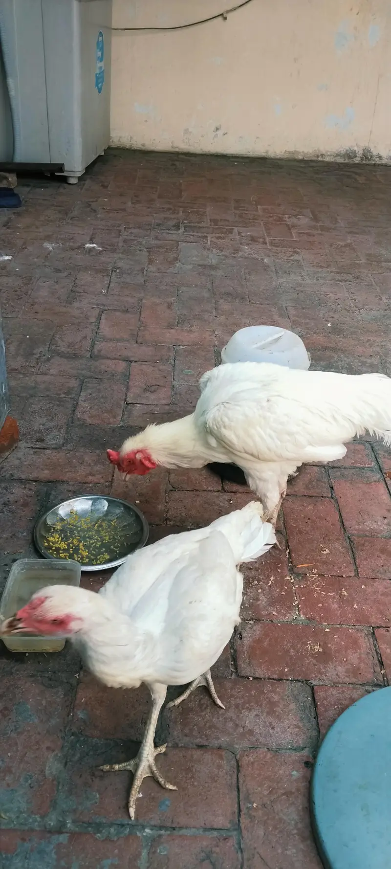 Aseel Heera pair — photo 4