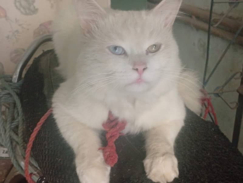 Turkish Angora 0