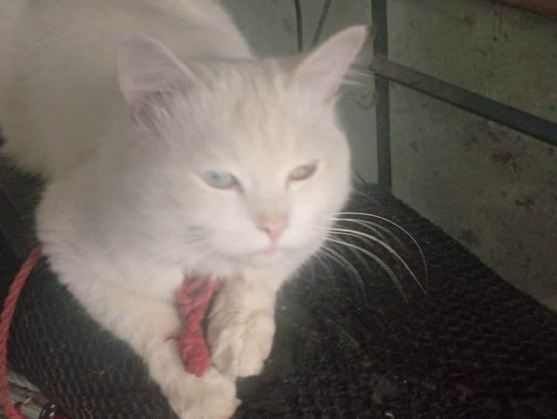 Turkish Angora 1