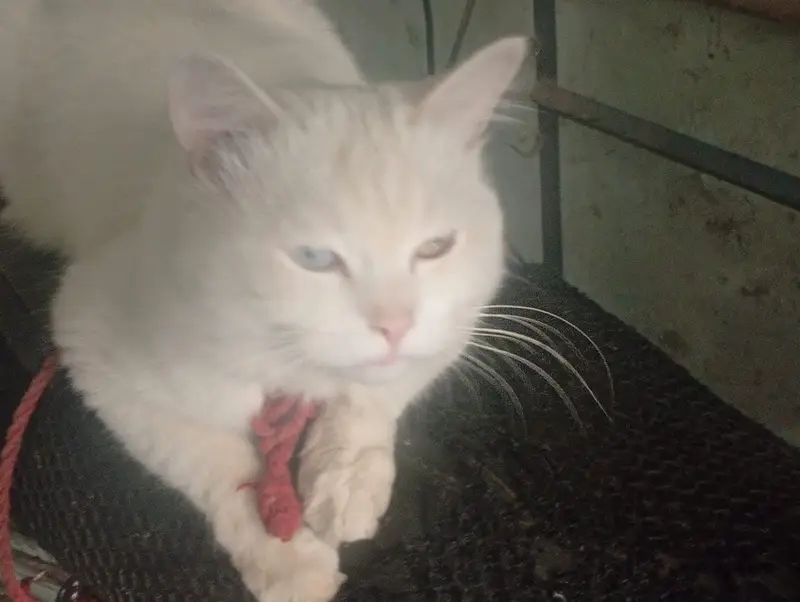 Turkish Angora — photo 2