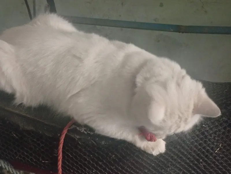 Turkish Angora — photo 3
