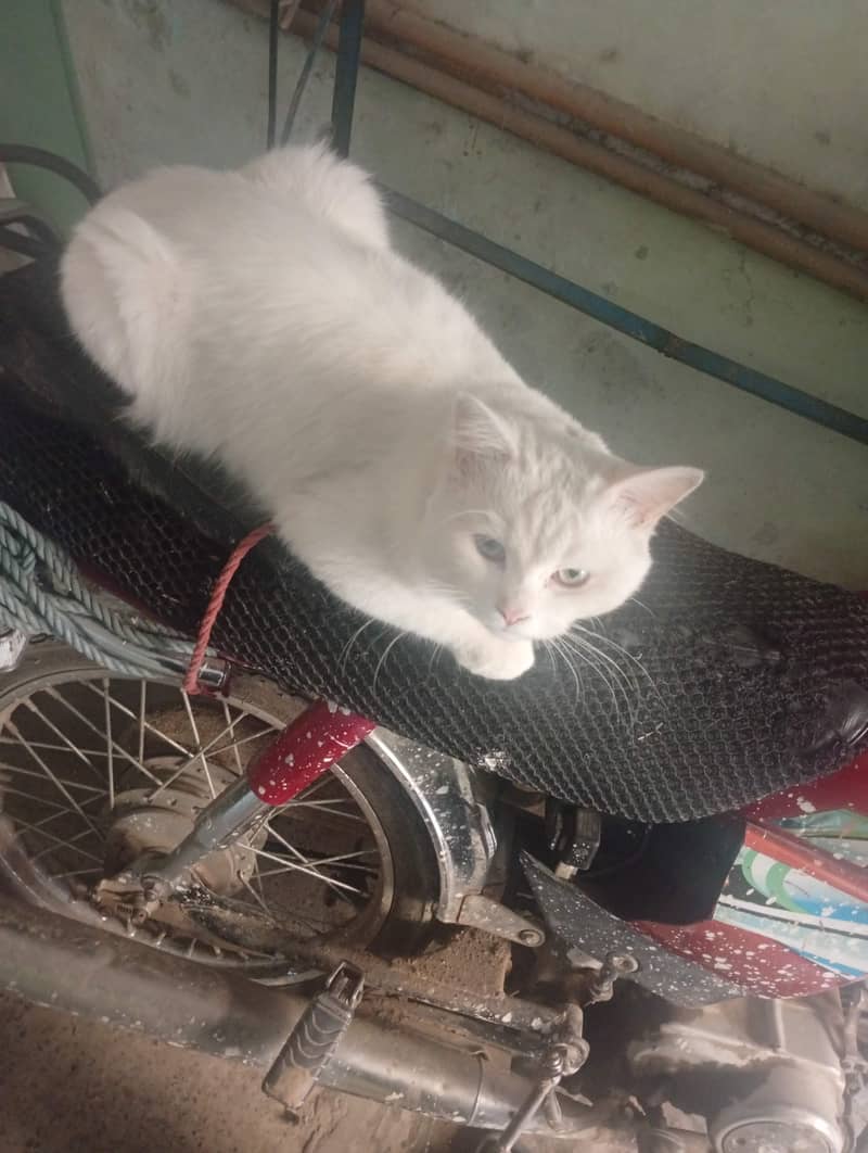 Turkish Angora 3