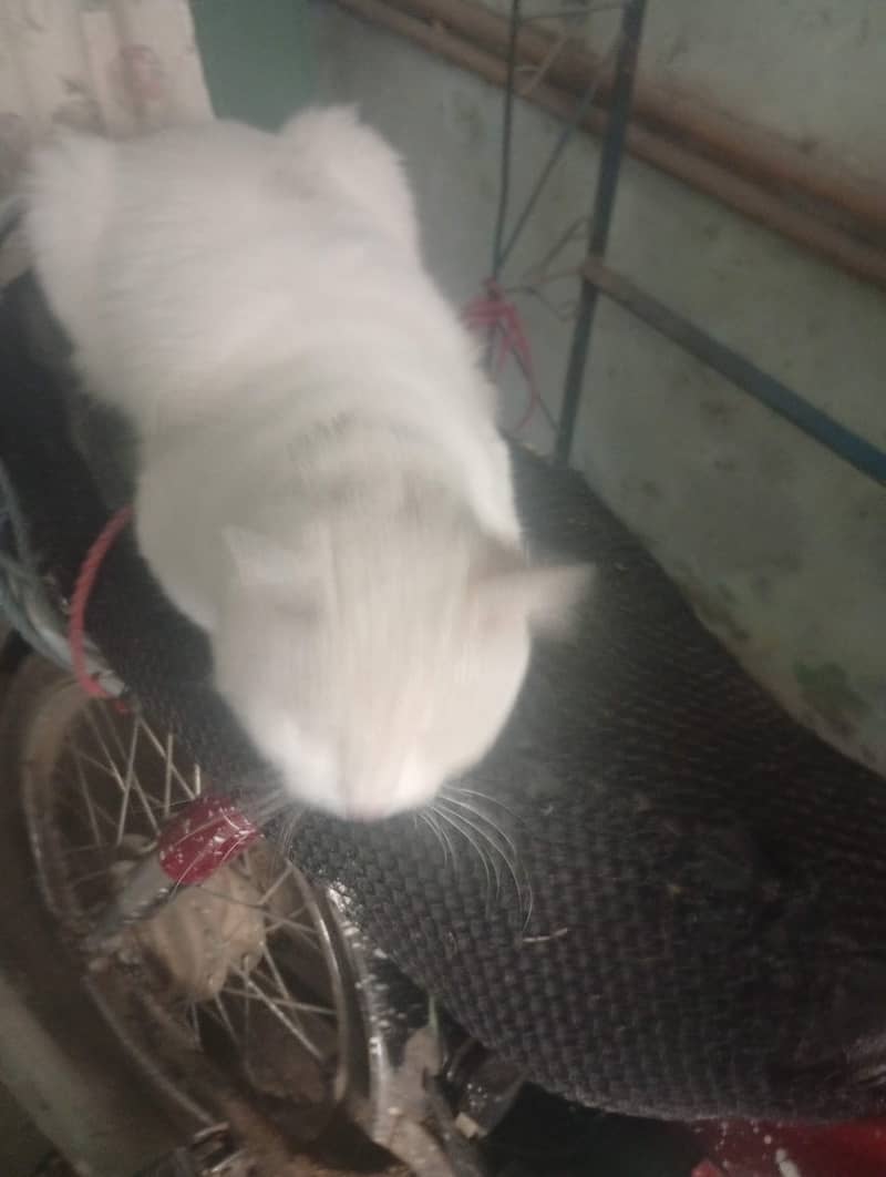 Turkish Angora 4