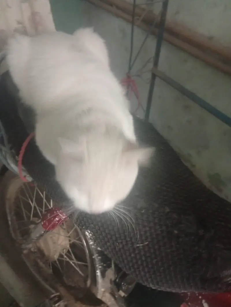 Turkish Angora — photo 5