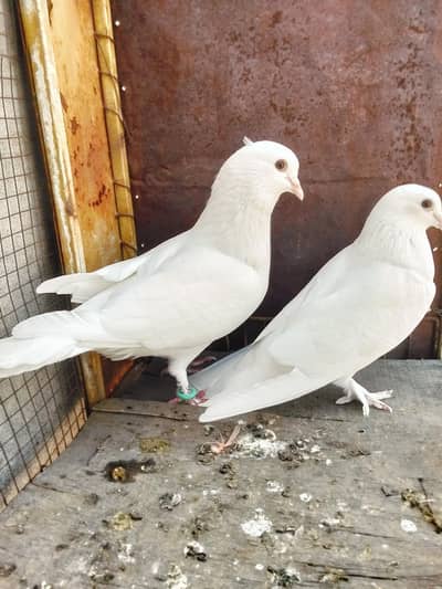 white pigeon