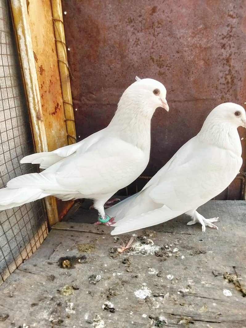 white pigeon 0
