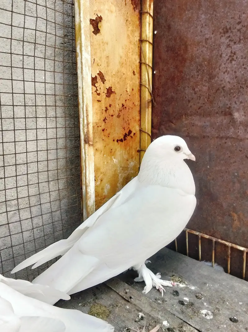 white pigeon — photo 2