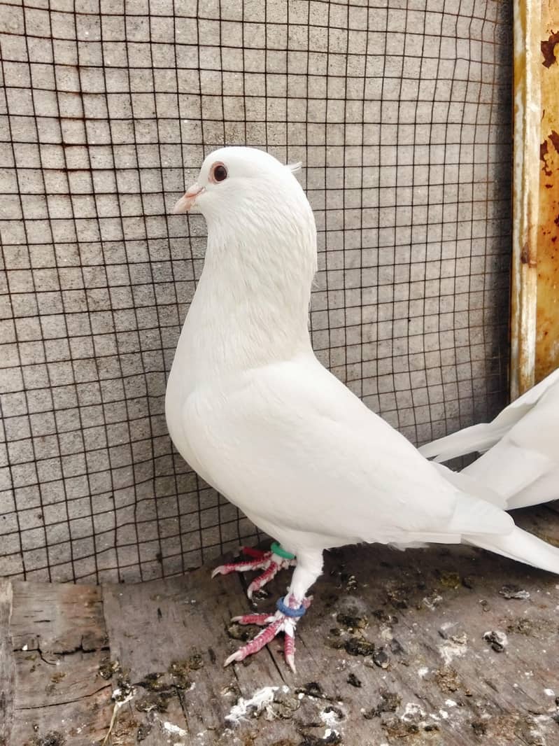 white pigeon 2