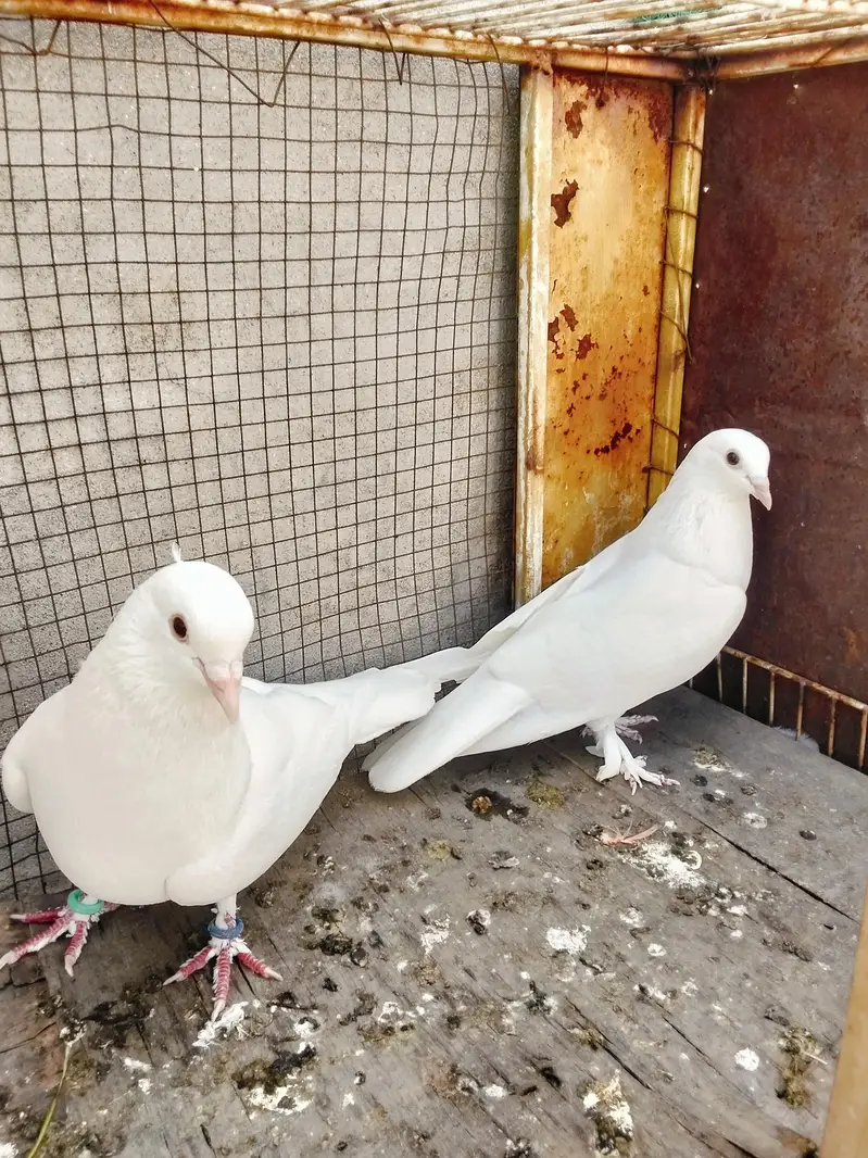 white pigeon — photo 4