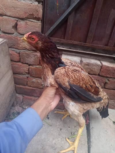 aseel hen