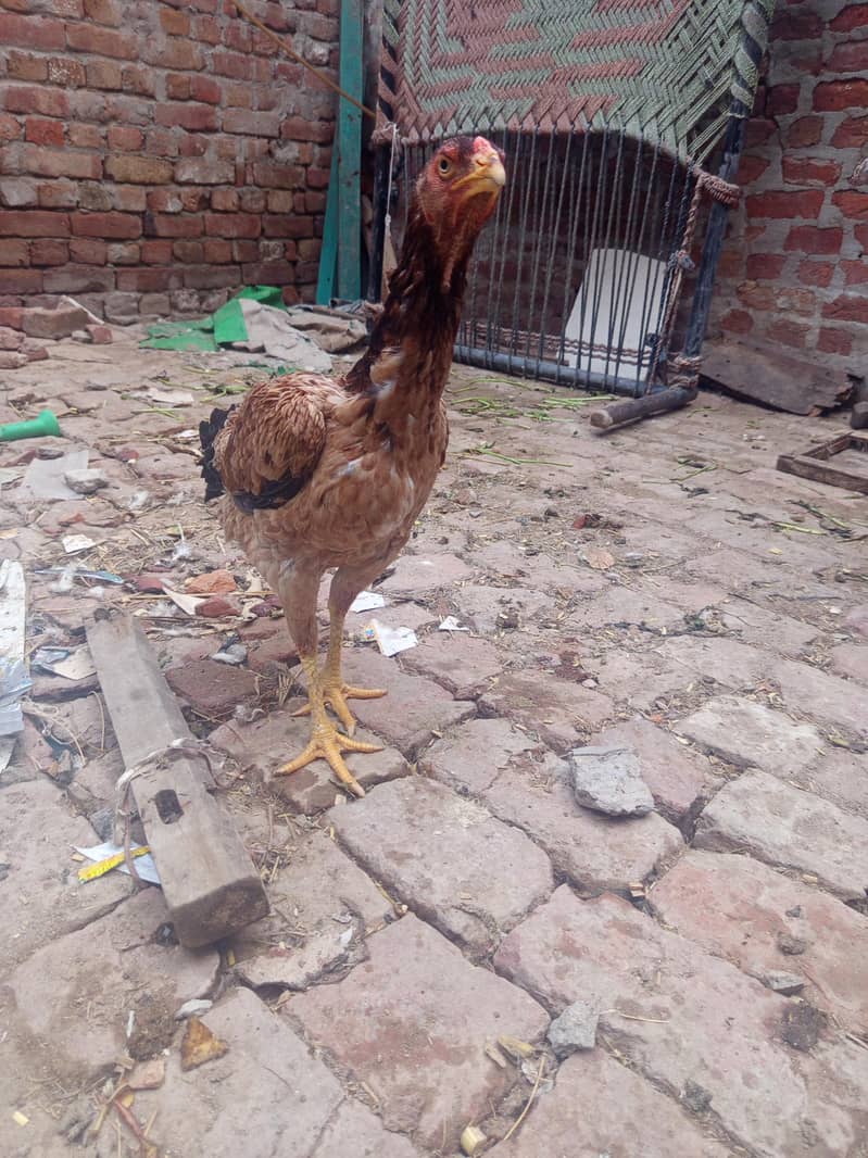 aseel hen 1