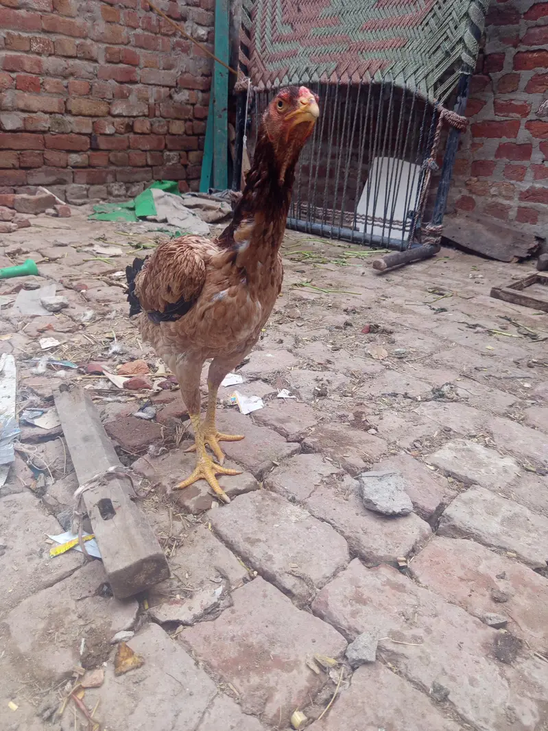 aseel hen — photo 2