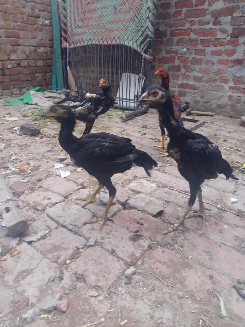 aseel hen — photo 3
