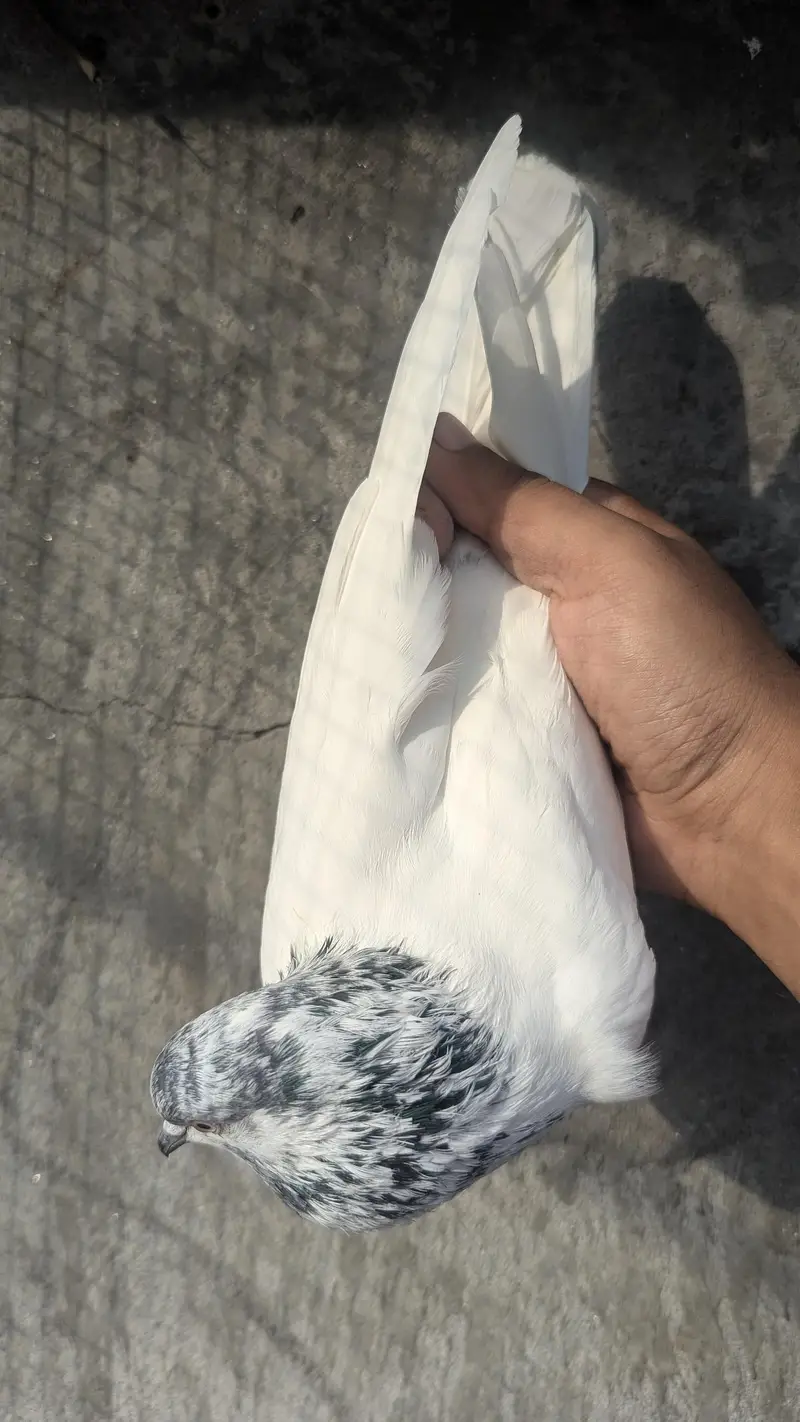 Sialkoti batera patha — photo 4