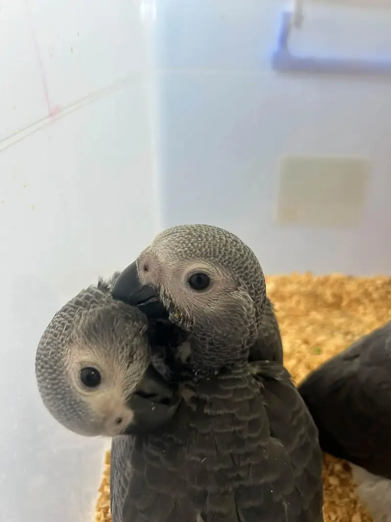 African grey parrot chicks for sale (03216170994) — photo 4