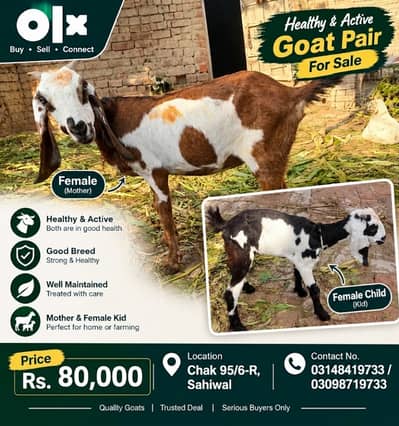 Female Goat with Female Kid for Sale