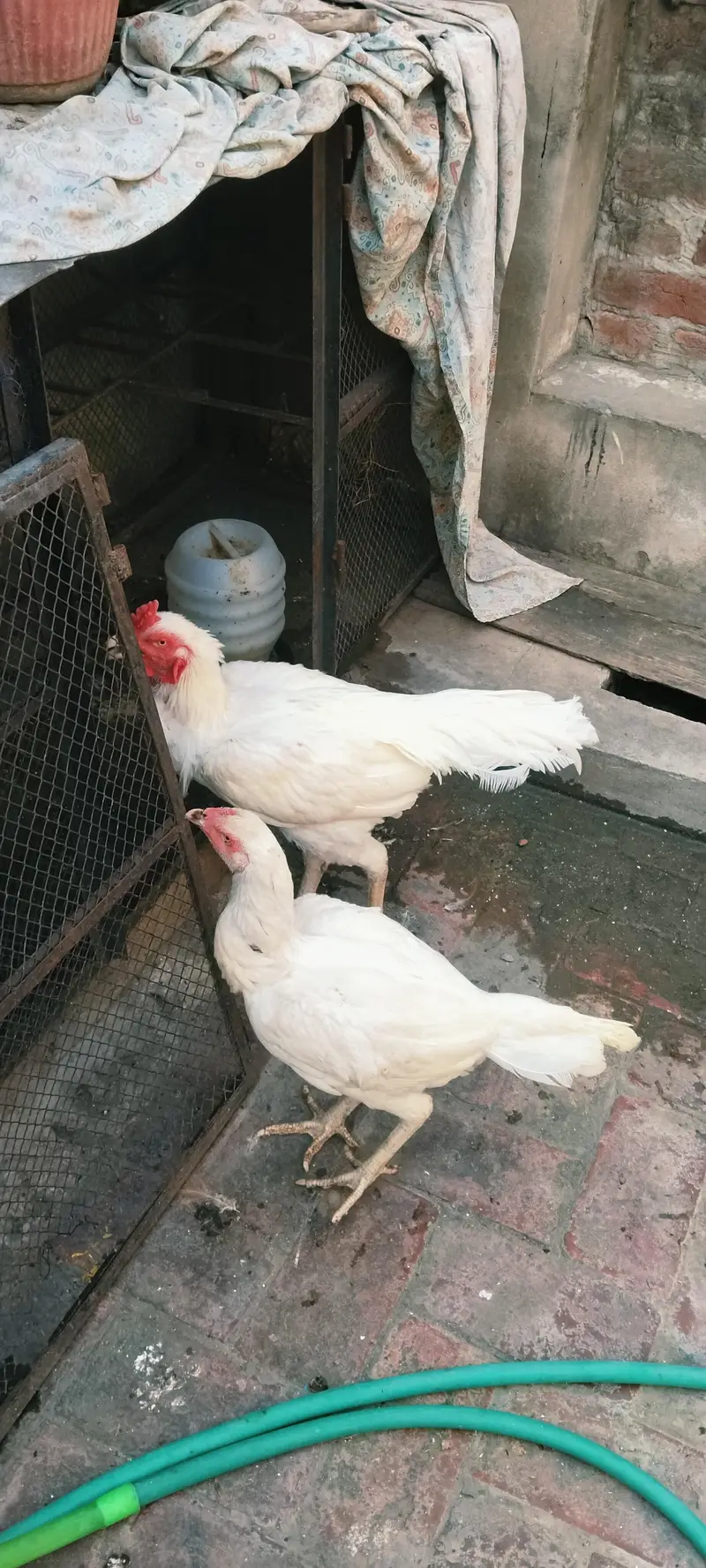 Aseel Heera pair — photo 5