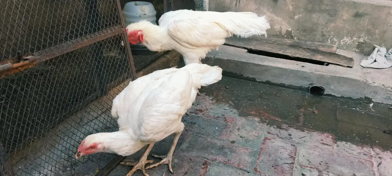 Aseel Heera pair — photo 6