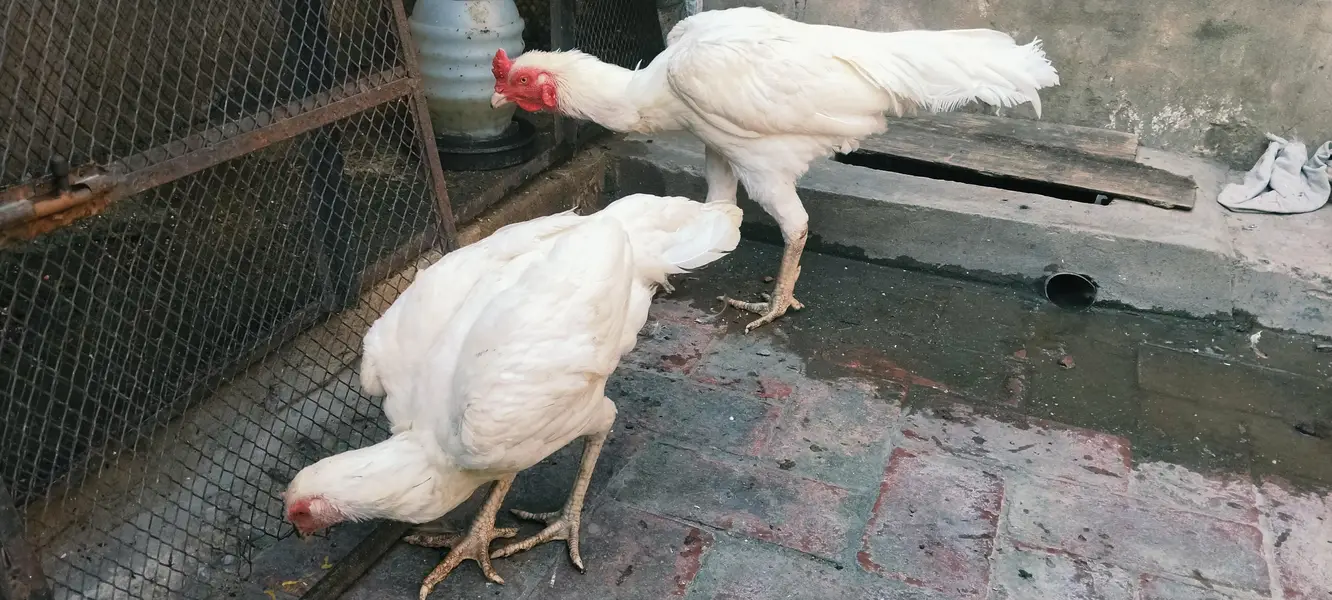 Aseel Heera pair — photo 7