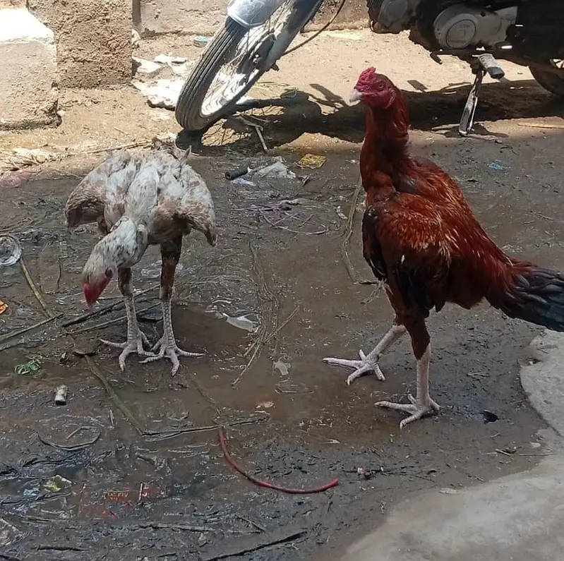 1: 10000 rs + 2: 10000 rs — photo 2