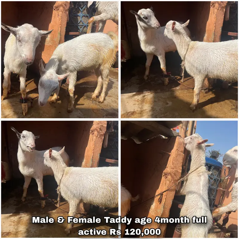 Teddy Goats, Gulabi Goats & Breeder for Sale in Karachi — photo 3
