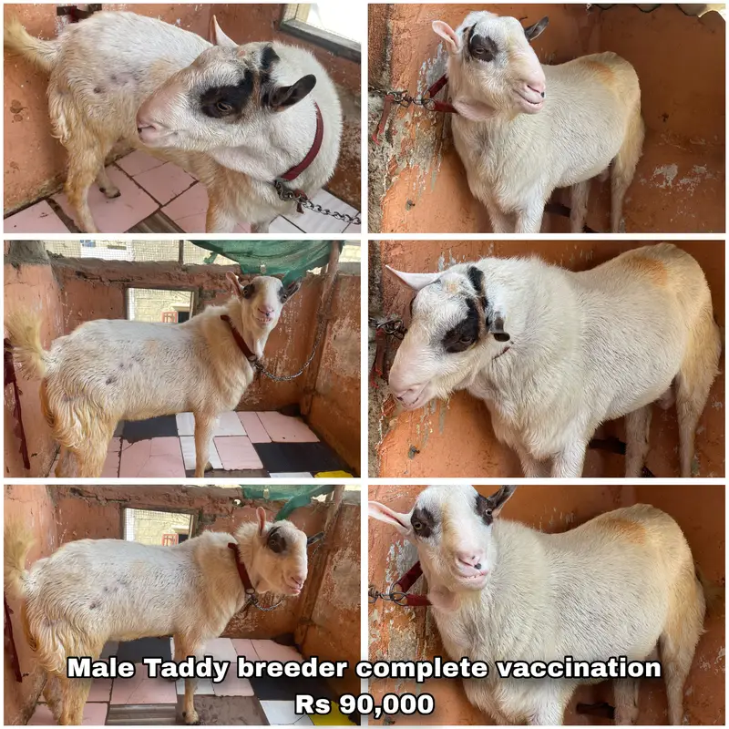 Teddy Goats, Gulabi Goats & Breeder for Sale in Karachi — photo 2