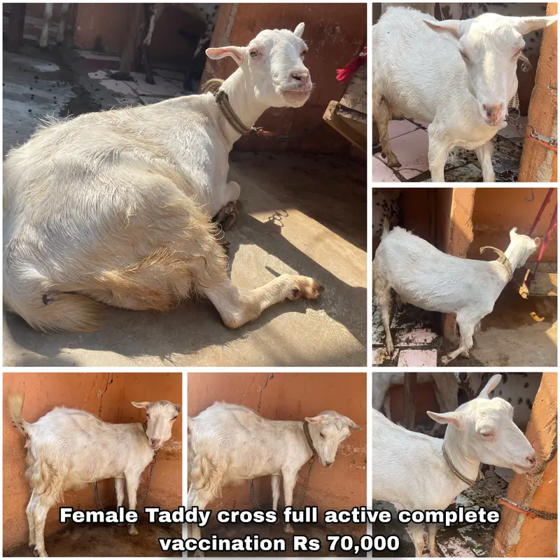 Teddy Goats, Gulabi Goats & Breeder for Sale in Karachi — photo 4